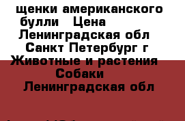 щенки американского булли › Цена ­ 70 000 - Ленинградская обл., Санкт-Петербург г. Животные и растения » Собаки   . Ленинградская обл.